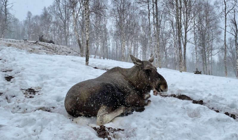 Polar Park Wildlife Foundation. Image © PlanetSKI